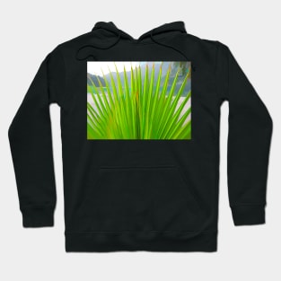 Palm Fronds Hoodie